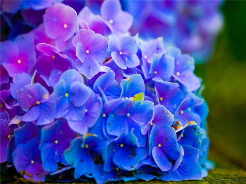 最近桃花运怎么这么旺，是不是有什么特别的原因呢？