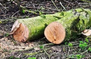 2026年4月适合伐木的吉日是哪天？2026年12月适合栽种的吉日是哪天？