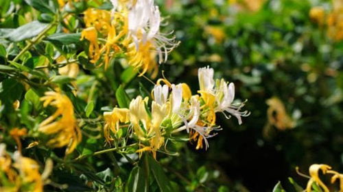 梦见好多金银花，这是不是意味着我应该去摘取呢？