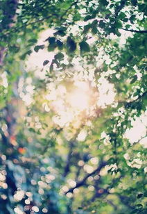 环境风水学视域下的桃花运：阳宅布局的潜在影响