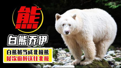 住宿惊天黑料！半夜能听见熊叫？