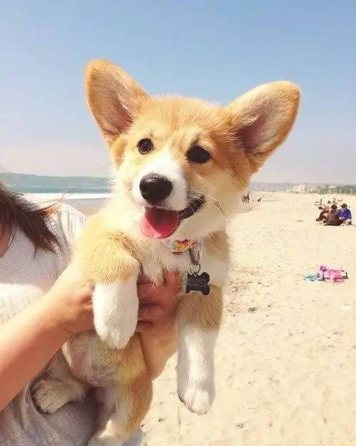 天秤座的狗狗究竟有哪些独特的性格特点呢？