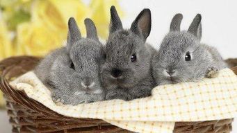 属兔55岁婚姻感情稳定，那么27岁属兔的人婚姻状况会如何？