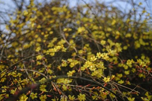阳春三月绿草旺，这个好景色究竟对应哪个生肖？