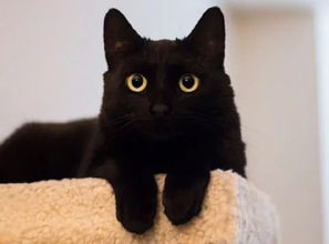 关于黑猫进家门的文化底蕴与风水意义的系统阐释