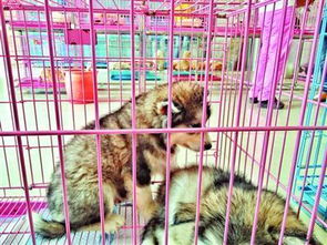 一、 开店养狗这事儿真没那么简单