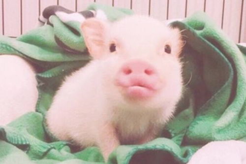 1971年属猪男性在2026年运势如何？运势及运程分析？