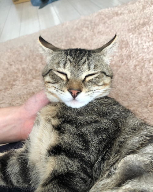 生肖元素在网名中的象征功能