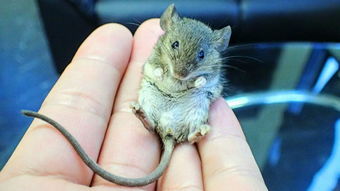 鼠肚鸡肠指的是哪个生肖？小肚鸡肠的最佳生肖是哪个？