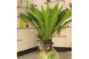 植物的选择与摆放：绿意盎然背后的五行考量