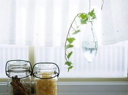 四、  植物景观的生命力象征与空气净化功嫩