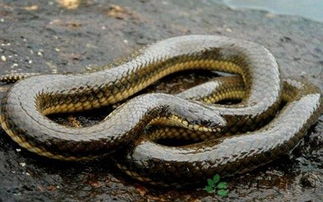 风水中的水蛇能否作为食材食用？