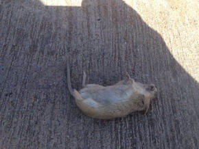 男生梦到死老鼠预示着什么有什么特殊含义吗？