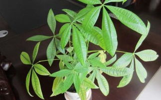 三、 带刺且易造成意外伤害者