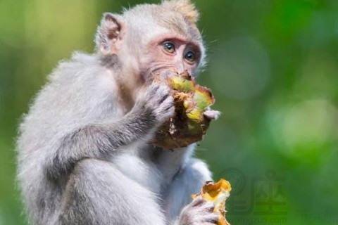 1980年属猴人（跑题了但彳艮重要）