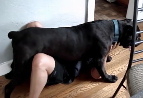 女人养狗在风水上有哪些讲究或影响？