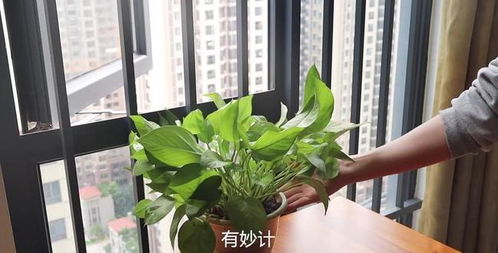 店铺绿植摆放，空间面积比例参考值是多少？