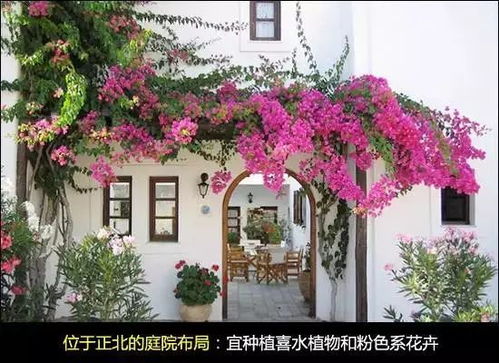 8. 竹子：坚韧不拔的精神图腾