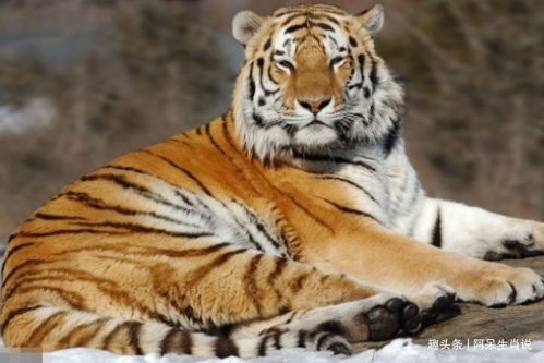 2026年属虎的人结婚好吗，这个年份适合他们步入婚姻殿堂吗？