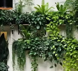 门前种什么树最旺风水？店铺门前风水最好的绿植是哪种？