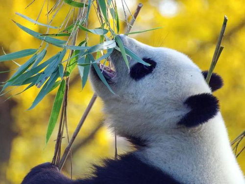 蛇的八字命好一二头，改写为：蛇的八字命好一二头，是何动物？