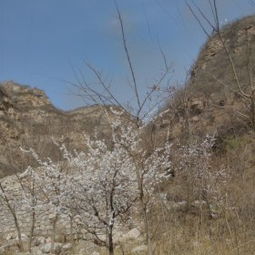 保定千佛山森林公园到底要多少钱？一场惯与钱包与腿脚的终极拷问