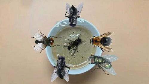 土味驱蝇大法好