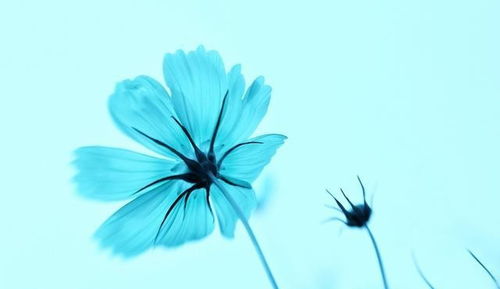 属鸡射手座2026年十月运势如何？下半年财运会怎样？