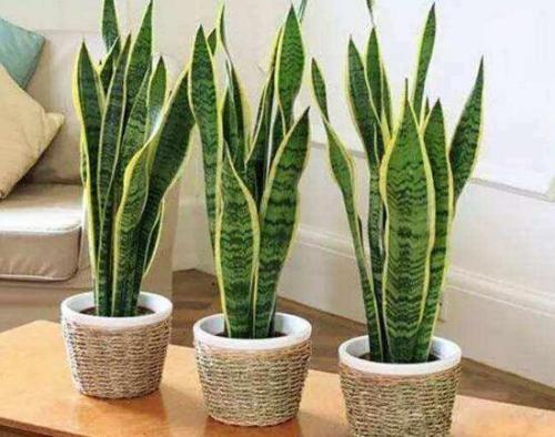 适宜摆放之室内空间分析