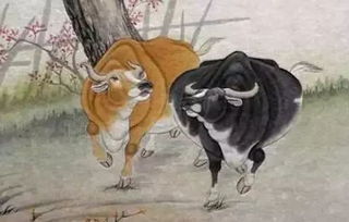 二、 属牛