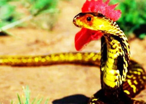 属蛇的人驾驶白色奥迪汽车，对其财运有何影响？奥迪财运对属蛇者意味着什么？