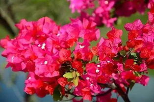 三角梅风水中的寓意是什么？为何三角梅只长叶不开花？