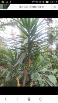 家里植物扔掉会对家中的风水产生什么影响？