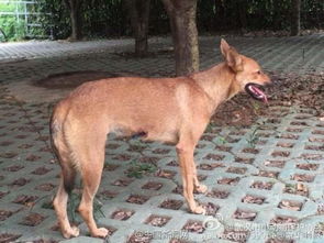 梦见把狗送走或送走流浪狗，预示着什么？