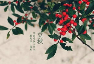 1987年属兔人立秋后运势如何，终身运势具体是什么意思？