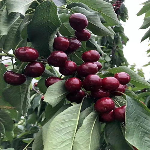 苗木界的玄学大师