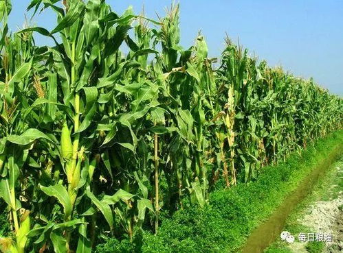 3. 种植密度与定植技术