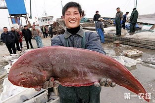 八字娃娃能否食用虾类，以及适合与哪些鱼类共同饲养？