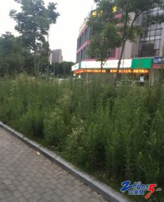 二、门前绿化与色彩搭配