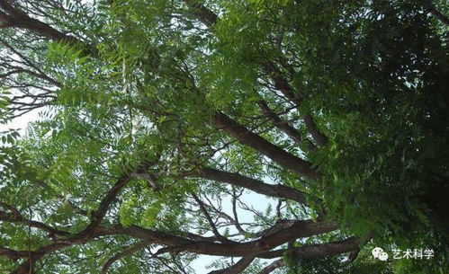 一、 椿树的文化图腾与风水寓意解析