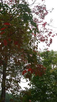 南方有红色风水树是什么树？