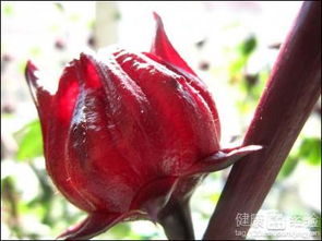 一、 洛神花概述及其在居住环境中的象征意义