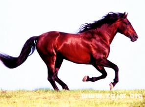 算命虎和马的婚姻关系如何？马乘虎的婚姻简介里有哪些特点？