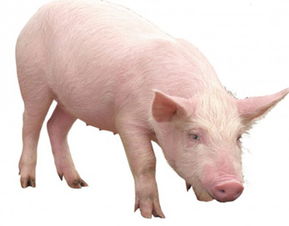 属猪人的卧室宜用哪种颜色能旺财运？