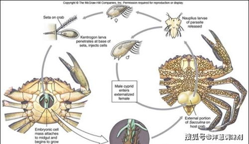 纺锤体与海鳖对比探究