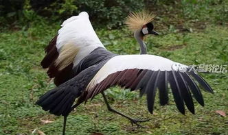 杭州动物园省钱大作战！2026年黄历避坑指南