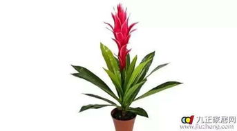 属鼠女性养什么花草最有利于旺财？