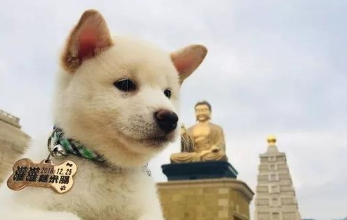 歌词中的隐喻与象征