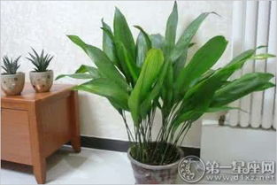 卫生间适合摆放哪些植物来增强财运？