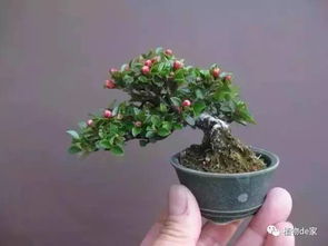 二、 栽培技术的系统步骤